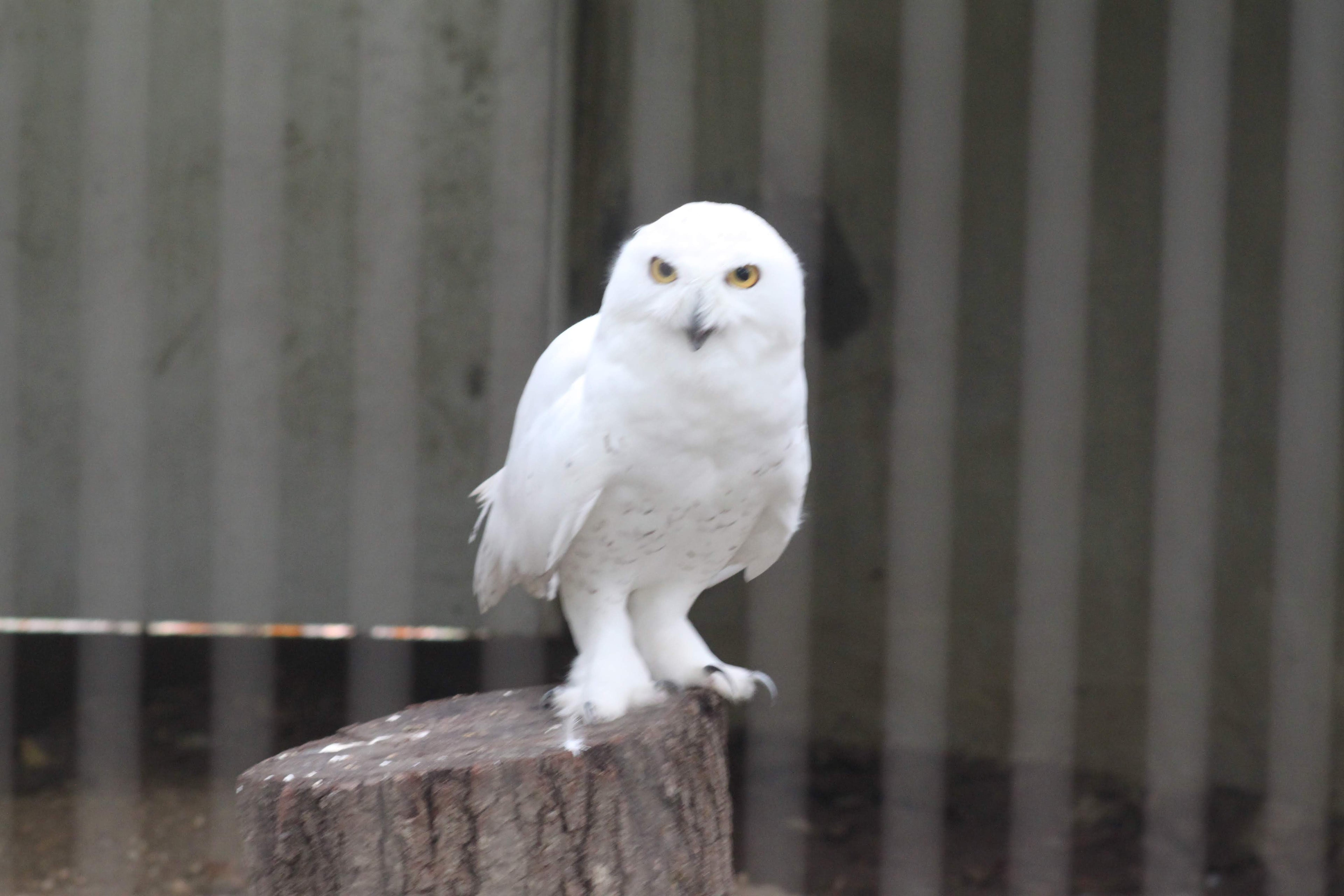 Photo of a White Owl